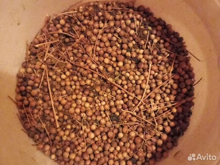 Семена кориандра (кинза)