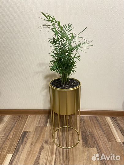 Кашпо горшок и комнатные на выбор