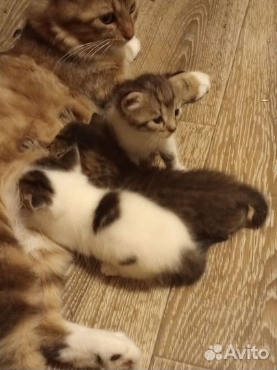 Раздою котят