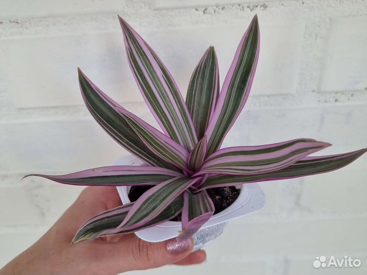 Ситара, Альба, Пеперомия санторини