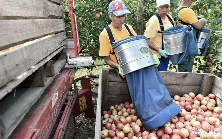 Требуется Работник по сборке яблок