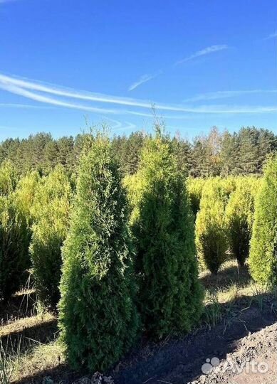 Туя Брабант