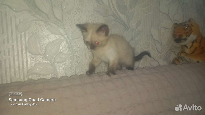Котята помесь с британцем в добрые руки