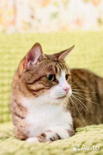 Синбад в ответственные добрые руки