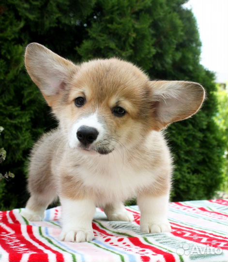 Щенки вельш корги пемброк