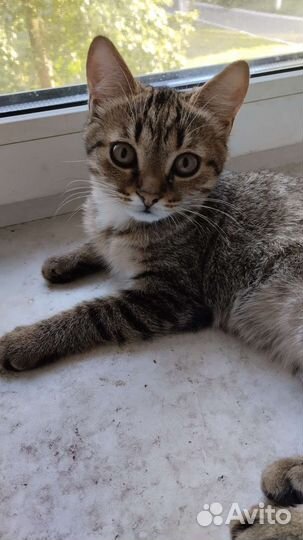 Кошка в дар бесплатно