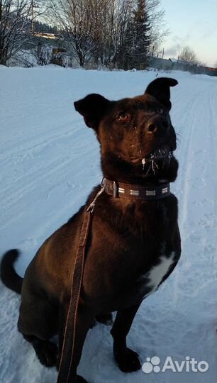 Бруно ищет дом