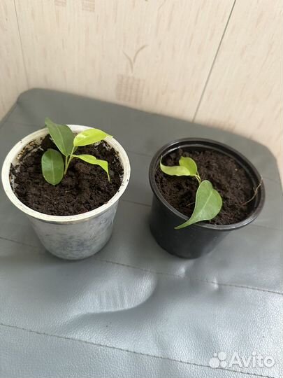 Фикус бенджамина пестролистный и зеленый