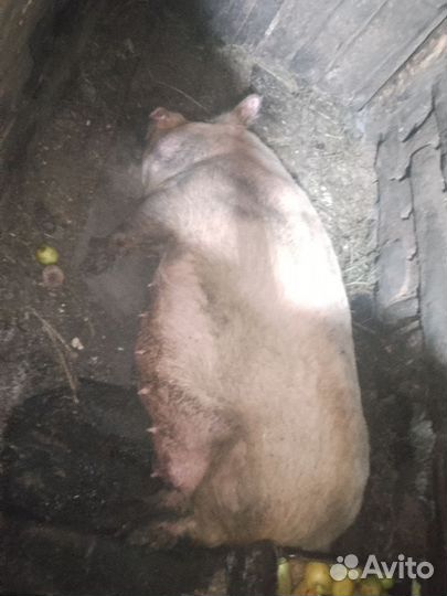 Поросята помесь ландрас+ дюрок, папа мангалица