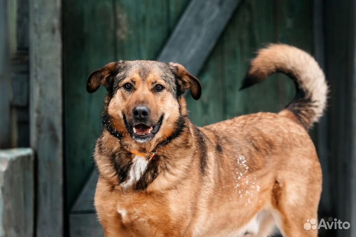 Собака в добрые руки