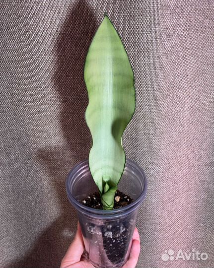 Растения разные#1