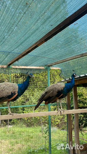 Павлин индийский (обыкновенный)