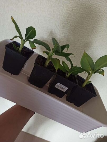 Банан комнатный