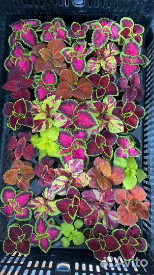 Колеусы вегетативные