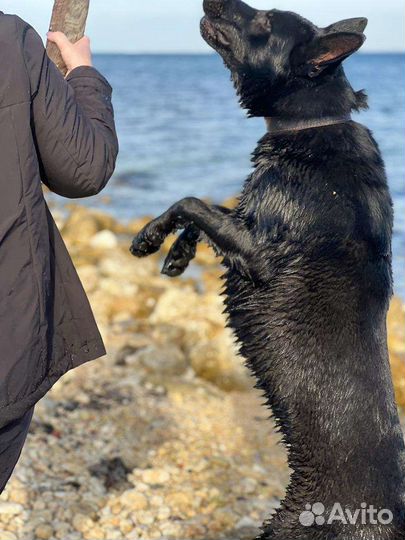 Настоящая черная немецкая овчарка