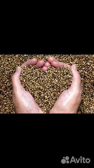 Семена конопли (не наркотической)