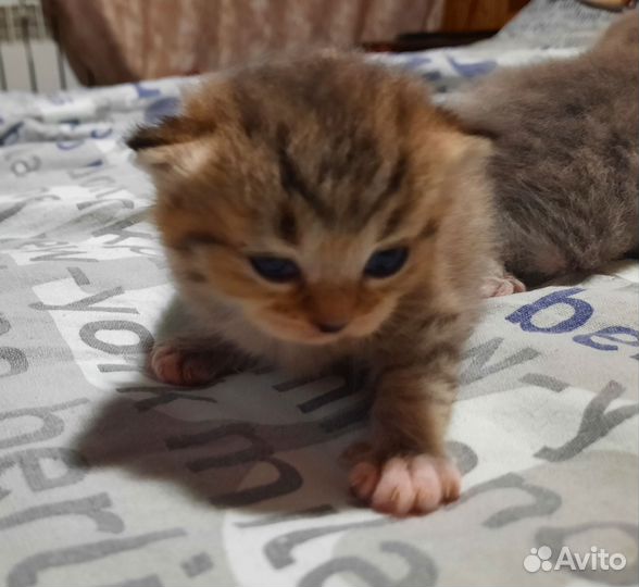 Шотландские котята
