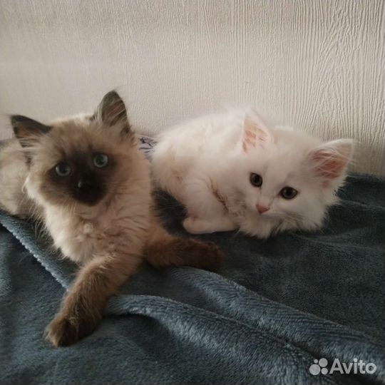 Кошка в дар бесплатно