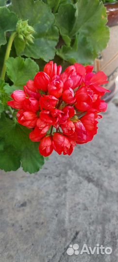 Герань пеларгония