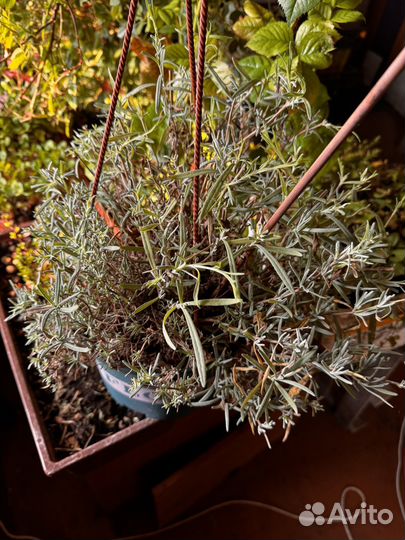 Лаванда узколистная