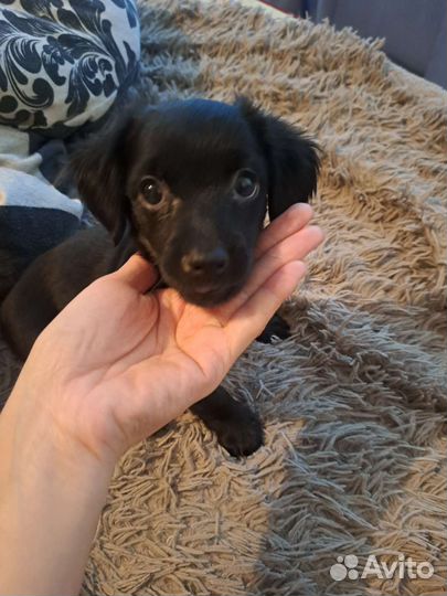 Отдам в добрые руки