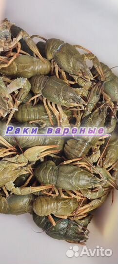 Раки волжские опт и розница