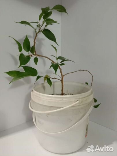 Фикус бенджамина