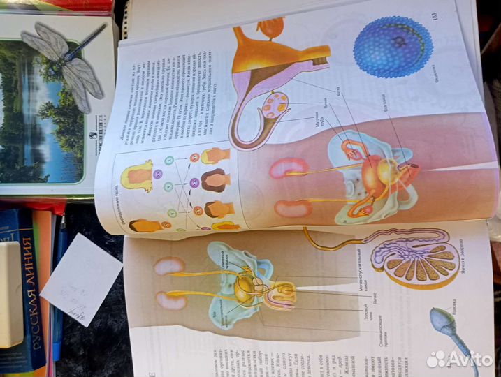 Энциклопедии, учебники