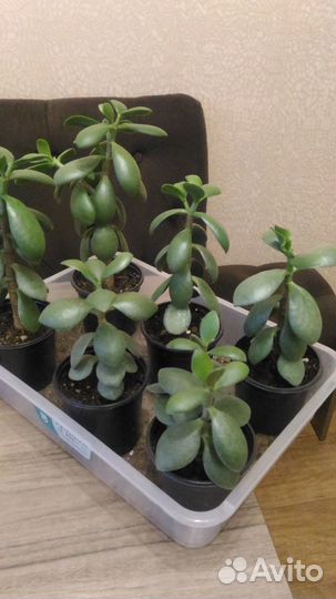 Денежное дерево