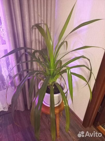 Панданус с горшком