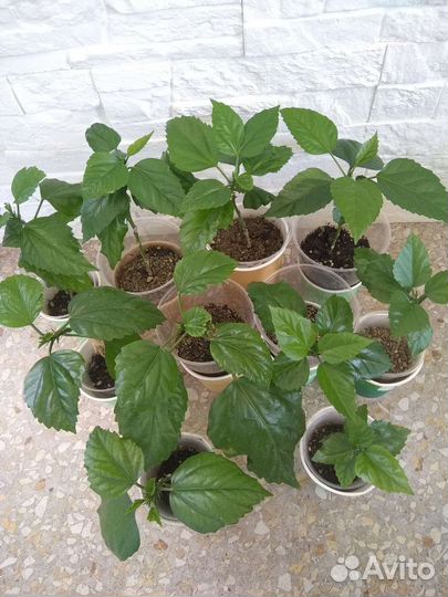 Гибискус - комнатная роза