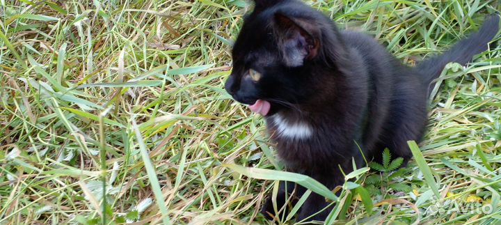Чёрный котёнок (котик) в добрые руки