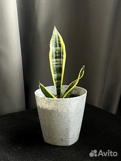 Сансевиерия Футура Суперба