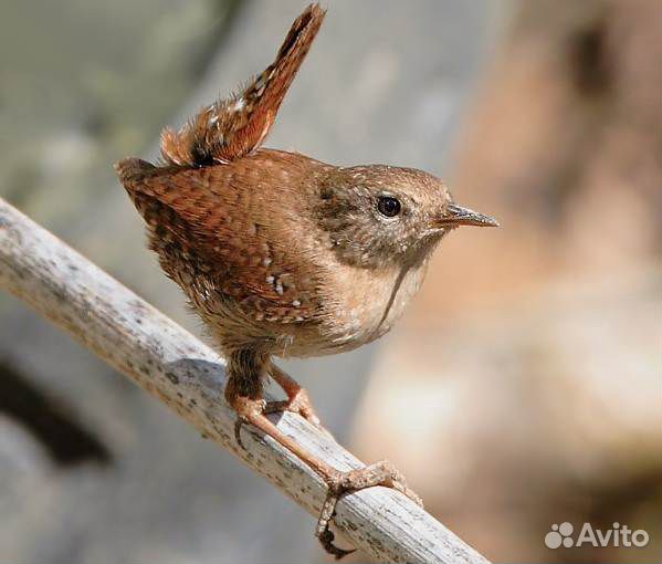 Певчие птицы: крапивник, полевой, юла