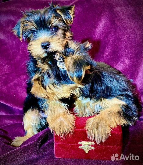 Йоркширский терьер