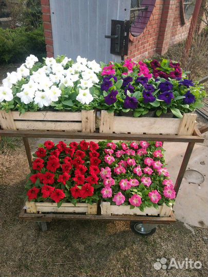 Овощная и цветочная рассада