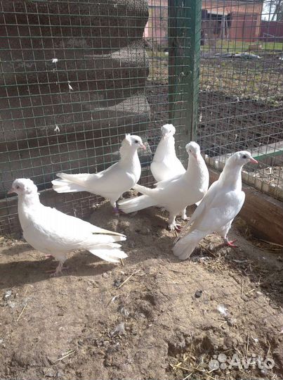 Голуби бойные