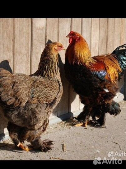 Брама куропатчатая, яйцо