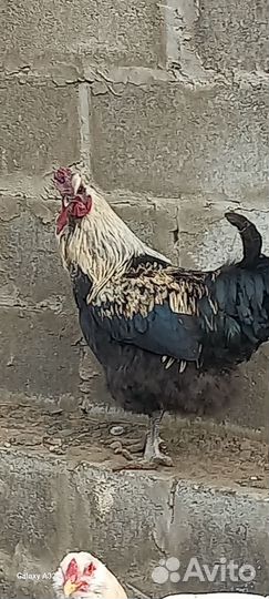 Молодые петушки