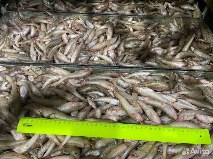 Бычек рыба оптом. Свежий, охлаждённый, мороженный