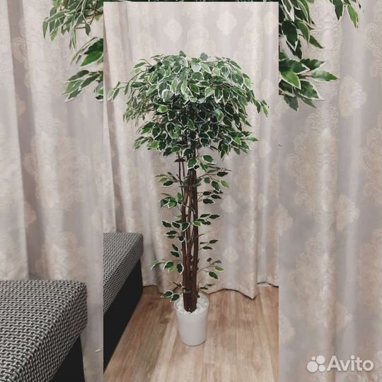 Искусственное дерево, Фикус Бенджамина