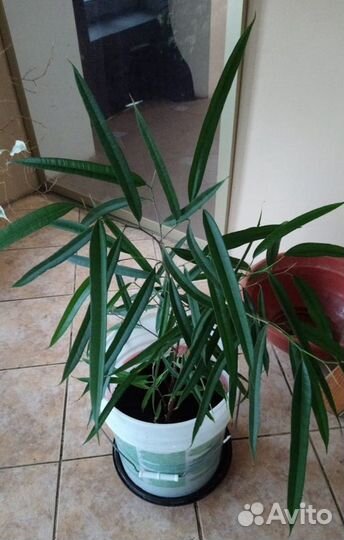 Фикус Алладина более 75см от корней