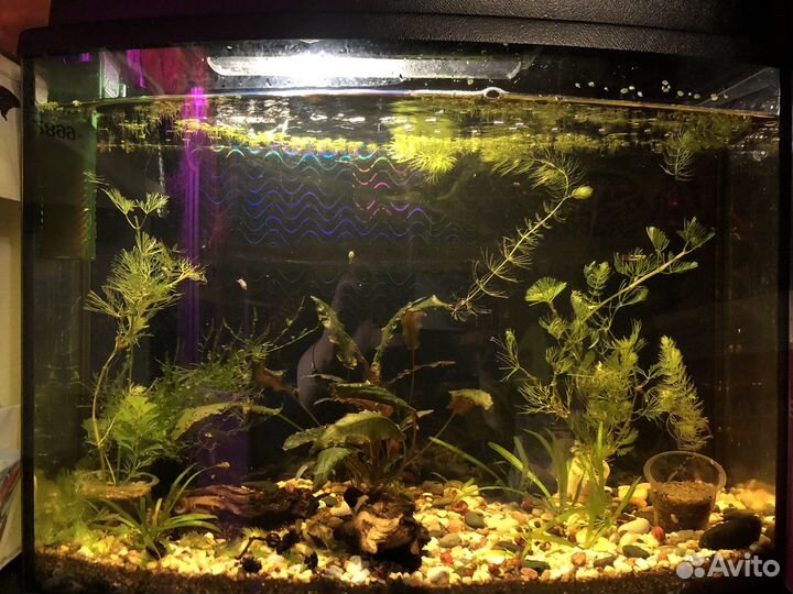 Аквариум 25 литров панорамный