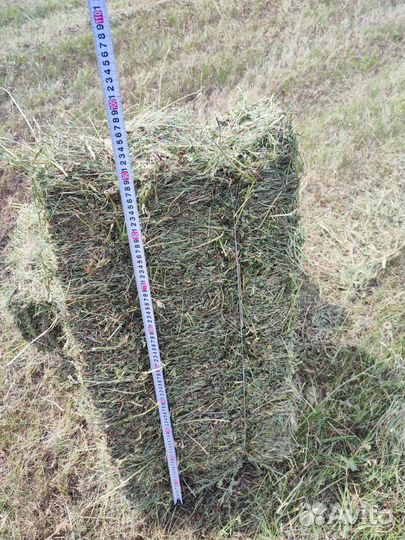 Сено люцерны в тюках