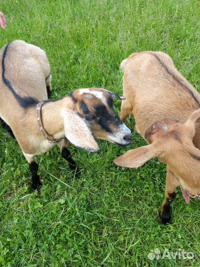 Нубийские козы