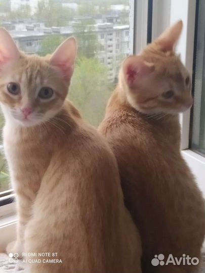 Кошки в добрые руки бесплатно