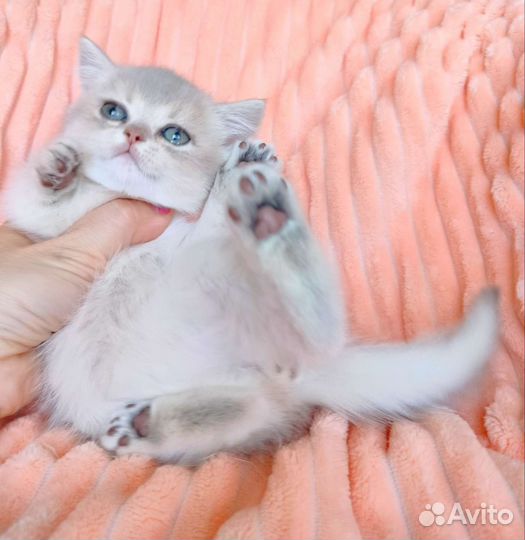 Голубая золотая шиншилла девочка