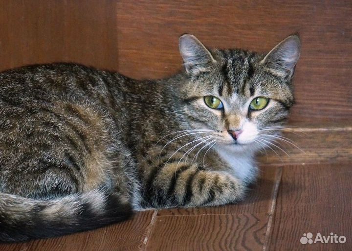 Кошка в дар бесплатно