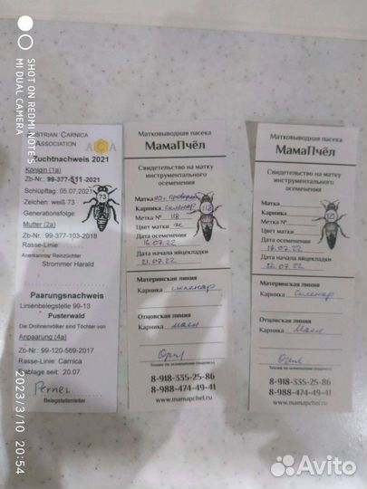 Пчеломатки Бакфаст Карника