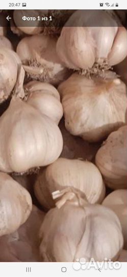 Чеснок яровой, укроп семена